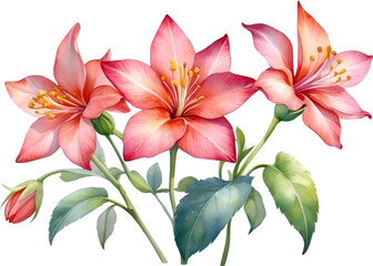 Obraz premium Watercolor painting of Penta flower. 