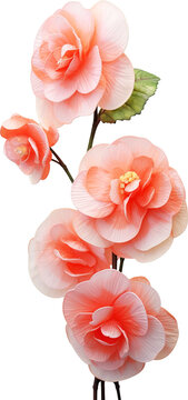 Begonia flowers isolated on transparent background. PNG