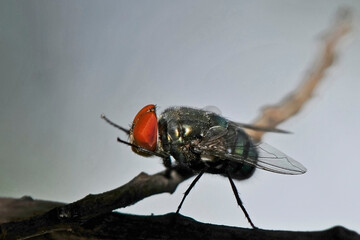 Gros plan sur une mouche domestique