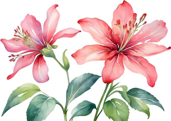 Obraz premium Watercolor painting of Penta flower. 