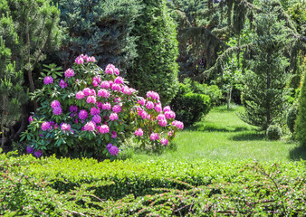 Blooming pink rhododendron bushes in the garden in spring. Gardening concept. Flower background