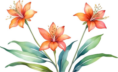 Obraz premium Watercolor painting of Penta flower. 