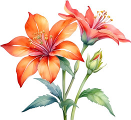 Fototapeta premium Watercolor painting of Penta flower. 