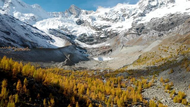 Aerial flyover over a forest with yellow larches in the Valais region of Swiss Alp at the peak of golden autumn with a view of snow-capped Zinal Rothorn peak and glacier