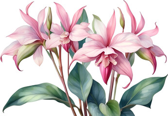 Obraz premium Watercolor painting of Medinilla flower. 