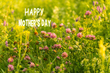 Blooming flowers under the bright sunbeams with a festive Happy Mothers Day text overlay