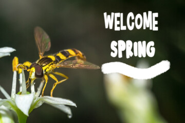 Delicate Dance on Blooming Flowers Welcoming the Spring Season