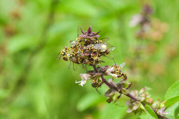 Groupe de syrphes en train de butiner des fleurs de basilique pourpre