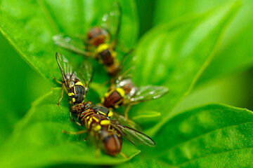 Syrphes sur des feuilles de basilique