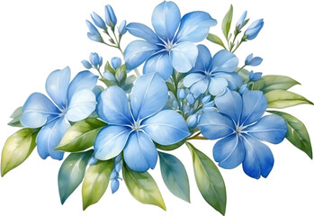 Naklejka premium Watercolor painting of Cape Plumbago flower. 
