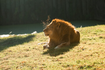 Lion in sun