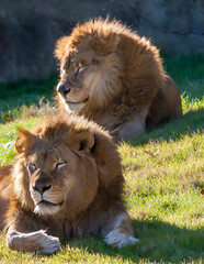Two lions 3