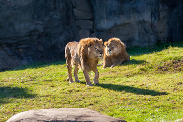 Two lions 2