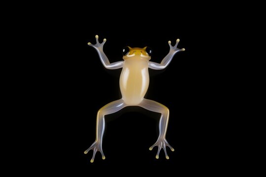 A frog, its body translucent, sits atop a black surface.