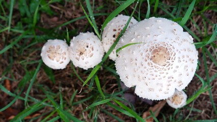 Macrolepiota procera known as parasol mushroom, is a basidiomycete fungus with a large prominent...