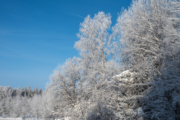 Landscape with winter forest covered with snow and frost.