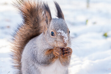 The squirrel in winter sits on white snow.