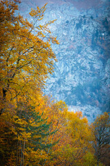 Golden autumn trees in the mountains