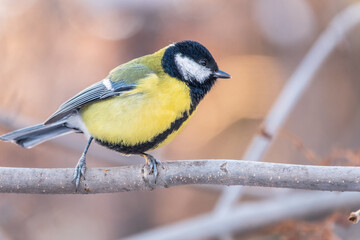 Fototapeta premium Cute bird Great tit, songbird sitting on a branch without leaves in the autumn or winter.