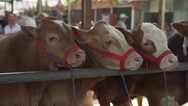 Group of cow cattle for sale in livestock animal traditional market in Semarang, Indonesia