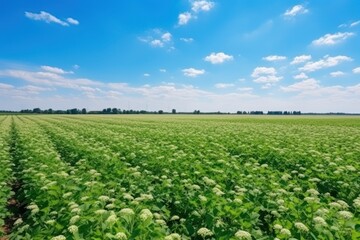 Fototapeta na wymiar Beautiful view of buckwheat field under blue sky
