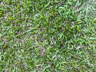 lawn background fresh grass. Close up of green grass texture.