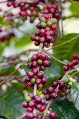 organic arabica coffee beans agriculturist  in farm.harvesting Robusta and arabica  coffee berries by agriculturist hands,Worker Harvest arabica coffee berries on its branch, harvest concept.