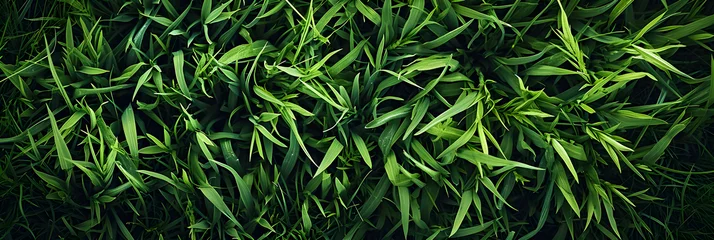 Rolgordijnen Gras green grass texture background