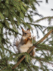 The squirrel with nut sits on tree in the winter or late autumn