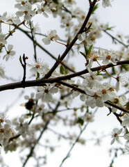 Close up of white flowers of wild apple tree.