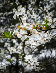 Obraz premium Close up of white flowers of wild apple tree.