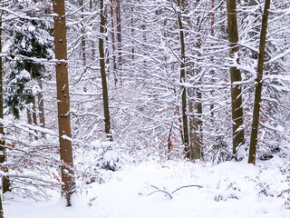 Snowy forest in Wiezyca Region. Kashubia Northern Poland.