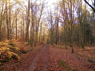Autumn forest landscape, Poland.