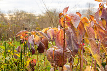 Hydrangea serrata
