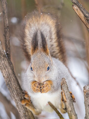 The squirrel with nut sits on tree in the winter or late autumn