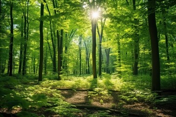Beautiful summer morning in the forest The sunlight filters through the leaves of the beautiful green trees. Magical ancient forest