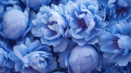 Close-up background of stunning blue peonies in full bloom. Valentine's Day concept