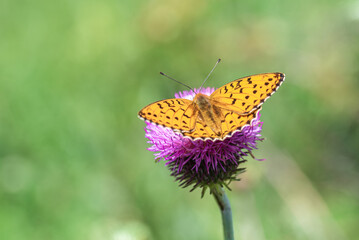 Obraz premium Orange butterfly Nymphalidae Melitaea on a thistle flower in a spring meadow.
