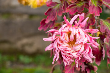 Obraz premium Chrysanthemum