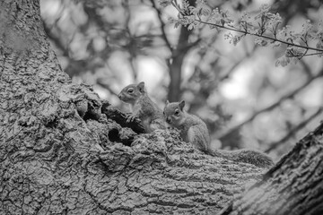 Close-up picture of a squirrel in St George Park, Bristol, England.