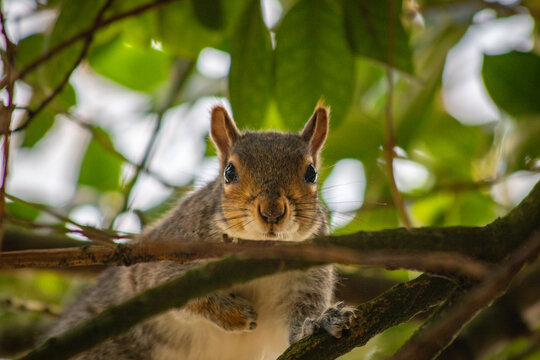Close-up picture of a squirrel in St George Park, Bristol, England.