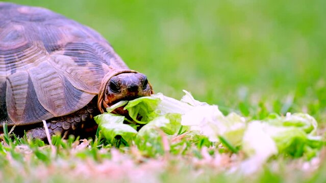 Angulate tortoise Chersina angulata eating a piece of lettuce, closeup