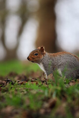 Close-up picture of a squirrel in St George Park, Bristol, England.