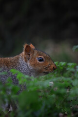 Close-up picture of a squirrel in St George Park, Bristol, England.