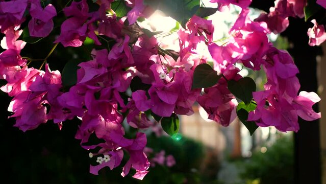Pink flower bloosom leaf in the morning sunrise sunshine through zoom macro