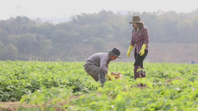 Farmers are harvesting potatoes Select the perfection of potatoes Concept of farming, gardening, agriculture.