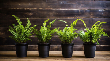 A row of fern plant in a vase. - obrazy, fototapety, plakaty