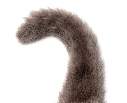 Cat's tail isolated on transparent background. Close-up