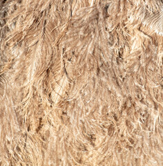 Gray feathers on an ostrich as an abstract background. Texture