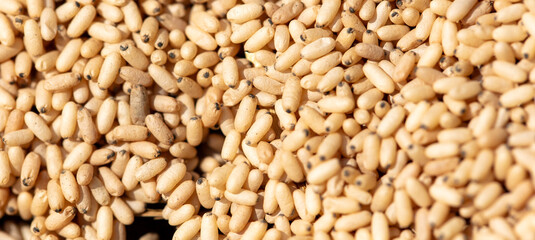 Close up of red ant eggs. Macro